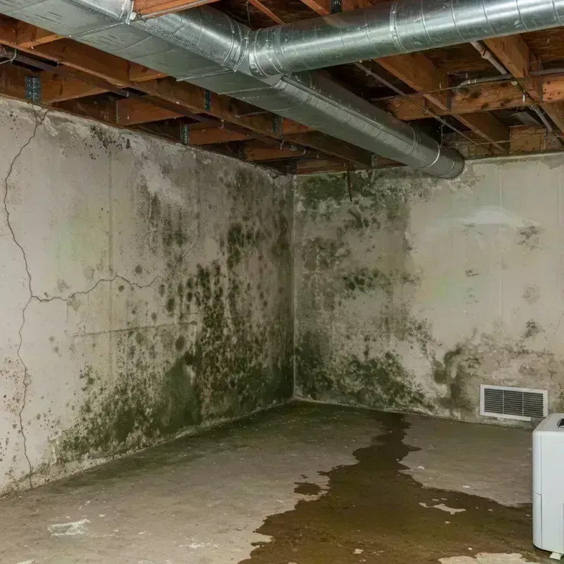 Professional Mold Removal in Ocean County, NJ